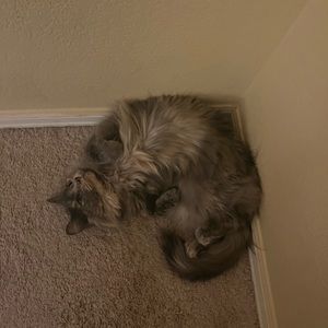 Meet your Posher, Althea